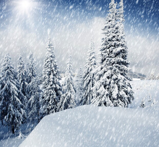 冬日晴雪松林美景