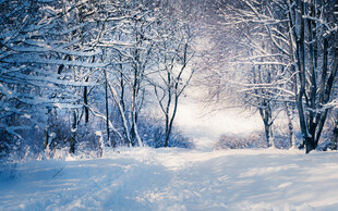 冬日雪林晨光美景