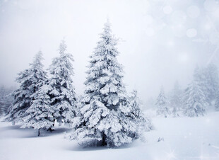 冬日雪雾中的雪松
