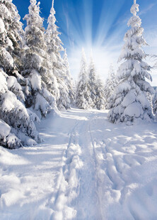 冬日雪林晴光美景