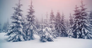 冬日雪后松林美景