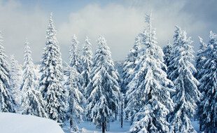 冬日雪覆松林美景