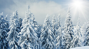 冬日晴雪森林风光
