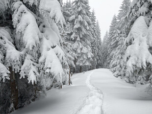 冬日雪林小径雪景
