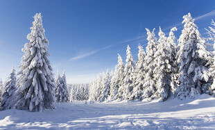 冬日雪后松林雪景