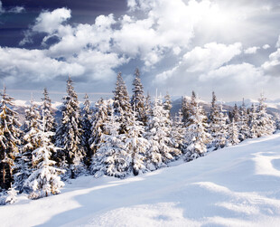 冬日雪原松林雪景
