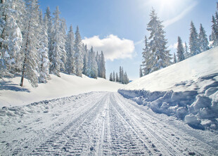 冬季林间雪道美景