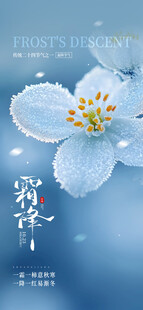 白露节气意境花卉海报