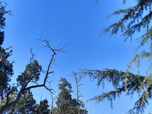 仰拍蓝天树木风光