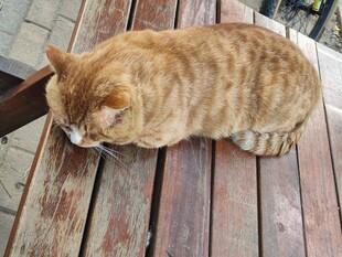 趴卧木台的橘猫