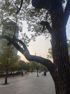 公园老树晨光步道