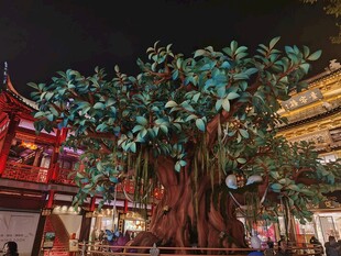 古建夜景大榕树