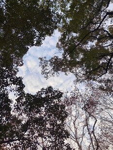 树隙间的天空