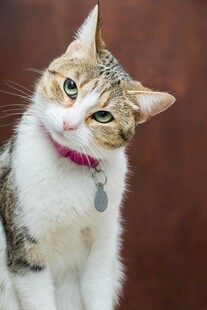 歪头俏皮的可爱猫咪