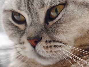 猫咪面部特写