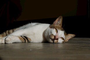趴桌休憩的可爱猫咪