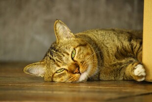 酣睡的虎斑猫咪
