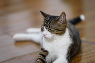 慵懒眯眼的可爱小猫