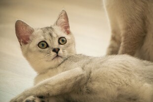 好奇张望的小猫咪