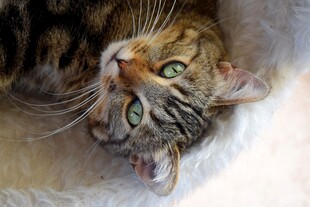 虎斑猫咪倒影特写