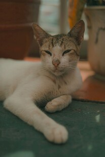 慵懒趴卧的可爱小猫咪