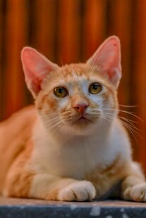 呆萌浅橘小猫特写