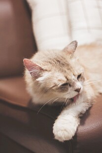 慵懒打盹的小猫咪
