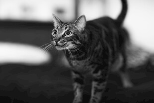 黑白虎斑小猫