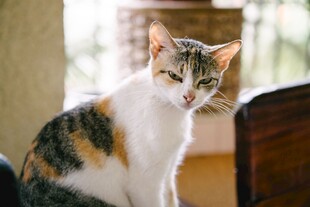 窗边慵懒的三花小猫