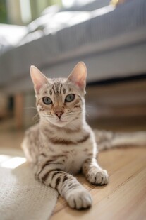 乖巧虎斑小猫室内静卧