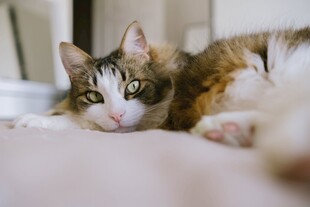 卧在床上的可爱小猫