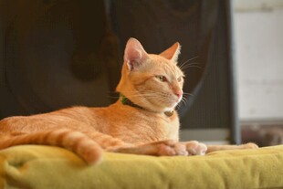 晒太阳的慵懒橘猫
