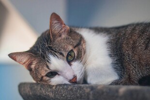 慵懒休憩的可爱小猫