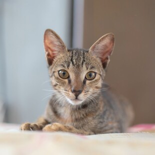 呆萌虎斑小猫特写