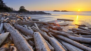 海滨日落浮木风光
