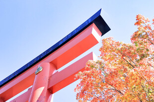 仰拍秋日神社鸟居