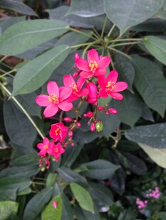 簇状红花绿植特写