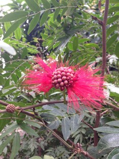 红绒花自然特写
