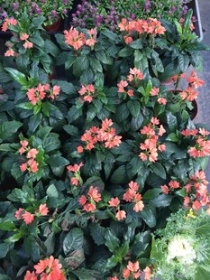 粉花绿叶观赏花卉