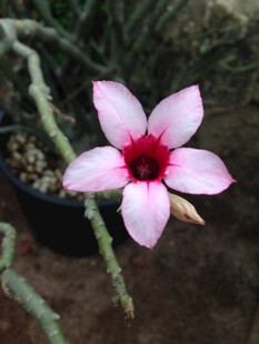粉色五星花卉特写