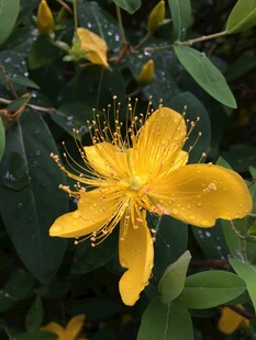 金丝桃明黄花