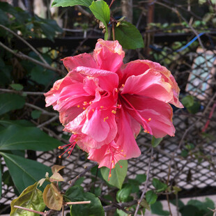 重瓣红色扶桑花