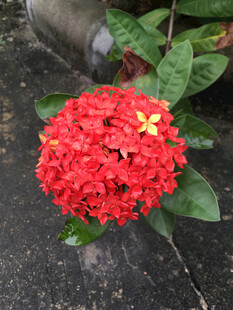 红色龙船花