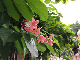 绿叶间的粉色花簇