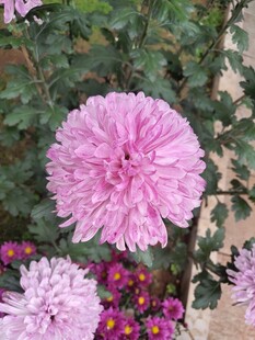 盛开的粉色菊花