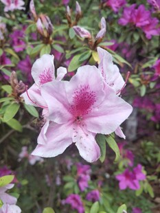杜鹃花盛开特写