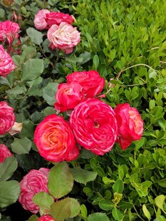 红色月季花丛