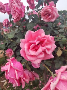 盛放的粉色月季花