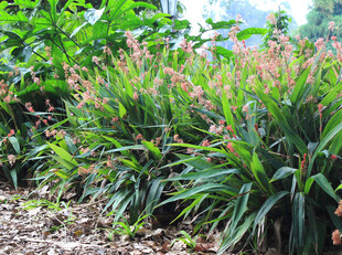 郊野绿植粉花丛生