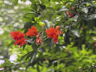石榴花点缀绿枝间
